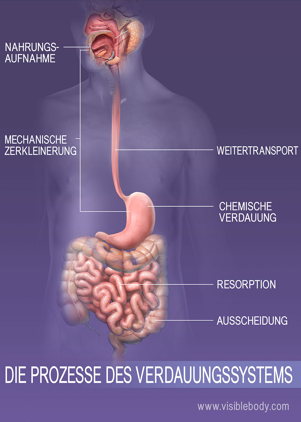 Verdauungssystem 10 Fakten